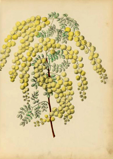 illustration: Acacia spectabilis