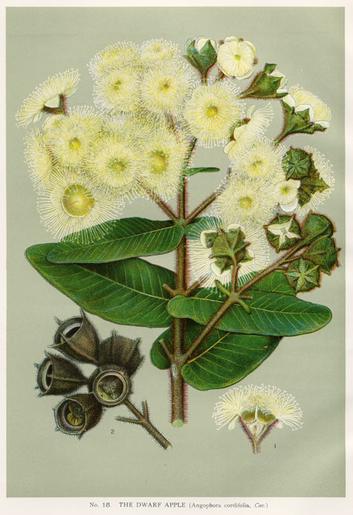 illustration: Angophora hispida