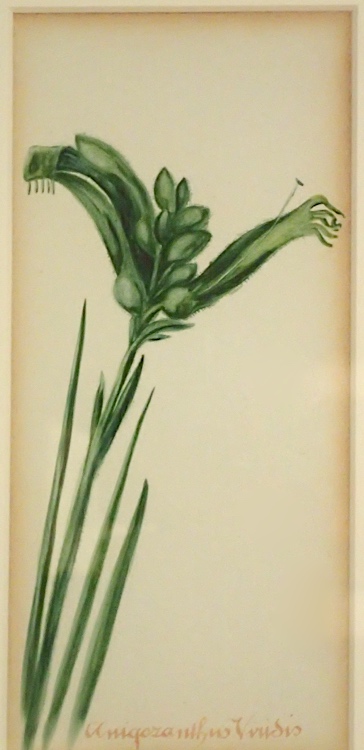 illustration: Thysanotus juncifolius