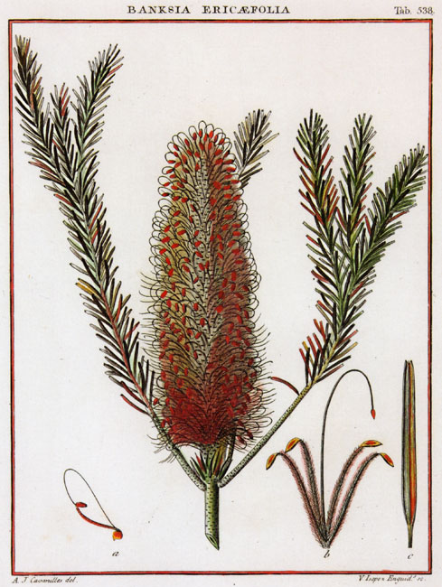 illustration of Banksia ericifolia