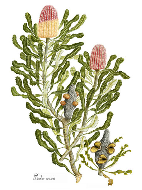 illustration: Banksia menziesii