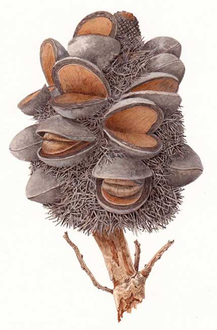 illustration: Banksia formosa