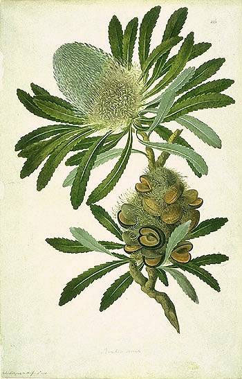 illustration: Banksia serrata