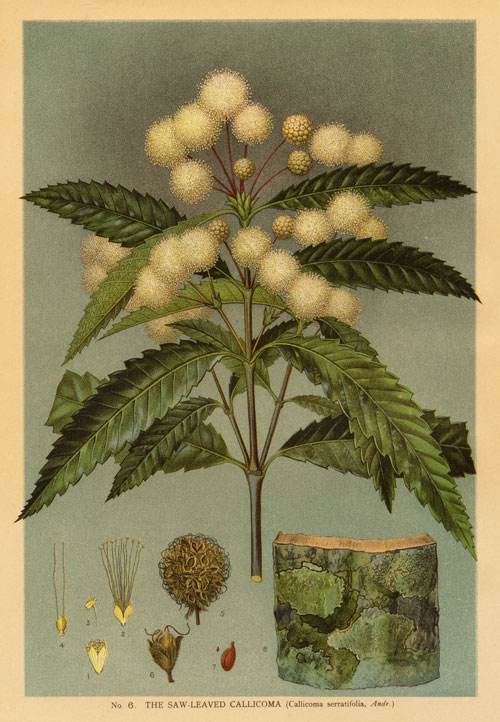 illustration: Callicoma serratifolia