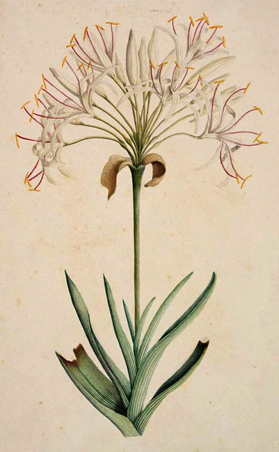 illustration: Crinum pedunculatum