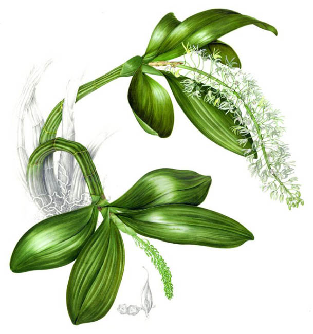 illustration: Dendrobium speciosum var. hillii