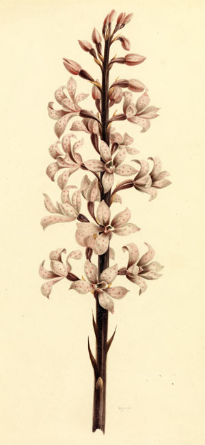 illustration: Dipodium punctatum
