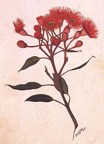Corymbia ficifolia painting by May Gibbs