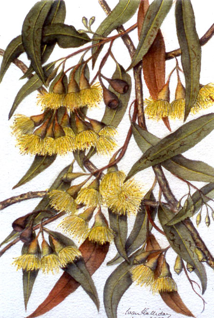 illustration: Eucalyptus petiolaris