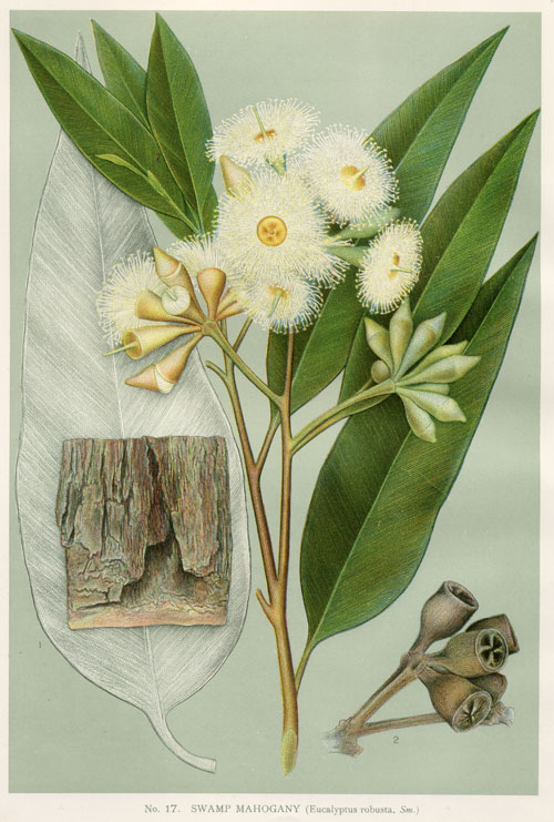 illustration: Eucalyptus robusta