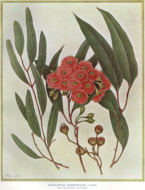 illustration: Eucalyptus sideroxylon