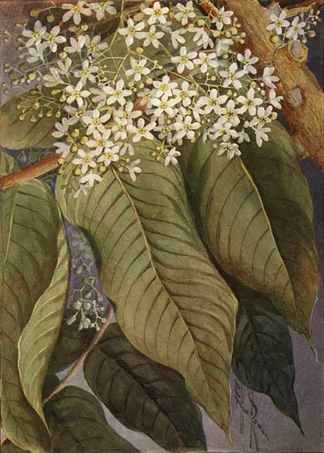 illustration: Flindersia schottiana