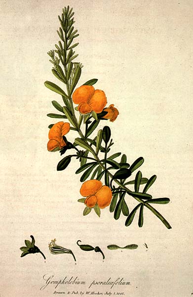 illustration: Gompholobium latifolium