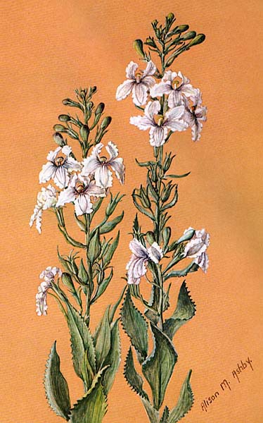 illustration: Goodenia albiflora