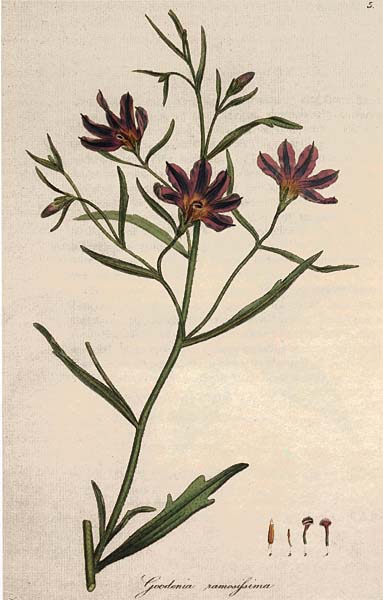 illustration: Scaevola ramosissima