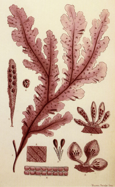 illustration of Banksia ericifolia