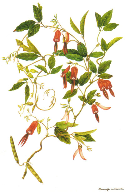 illustration: Kennedia rubicunda