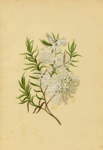 illustration: Melaleuca linariifolia