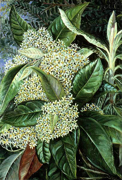 illustration: Olearia argyrophylla