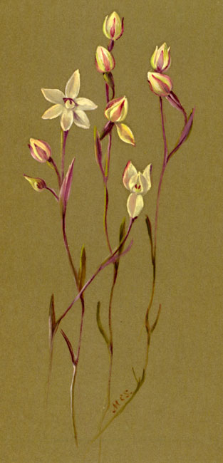 illustration: Thelymitra  antennifera