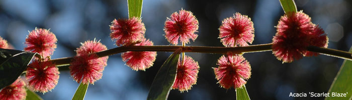 flower photo