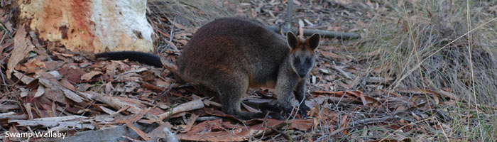 Swamp Wallaby