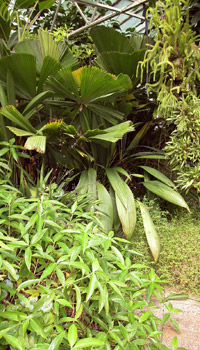 glasshouse interior