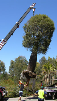 bottle tree transplant