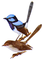 Superb Fairy-wren illustration