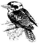 kookaburra drawing