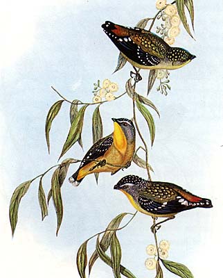 illustration