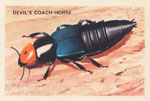 Devil's Coach-Horse