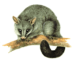 Common Brushtail Possum