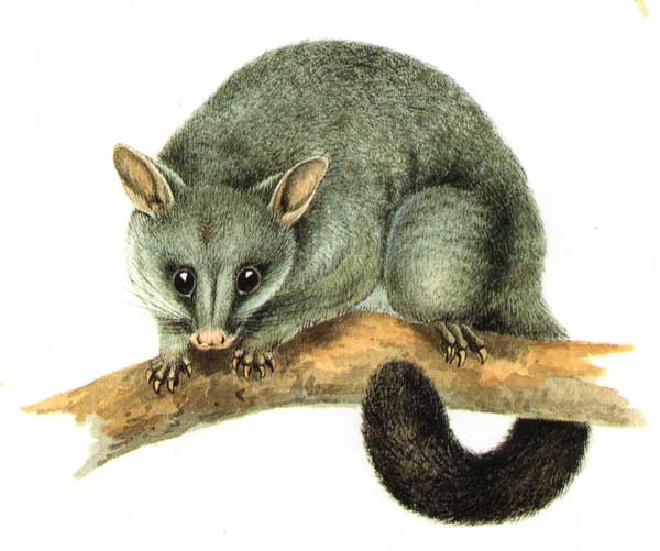 illustration