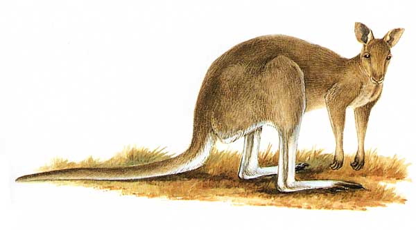 Eastern Grey Kangaroo