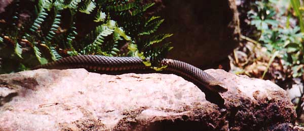 Brown Snake, photo: Donna Douglass
