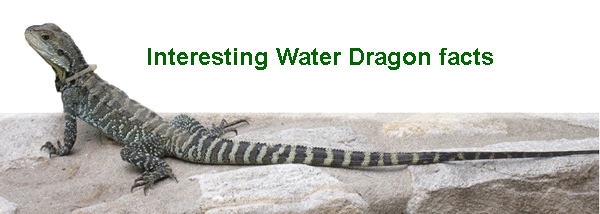 Female Gippsland Water Dragon