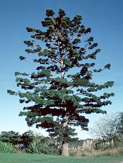photo of tree Araucaria cunninghamii