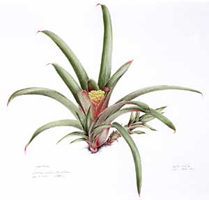 Aechmea pimenti-velosoi var. glabra