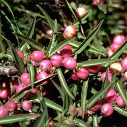 Eremophila debilis