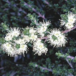 Kunzea 'Badja Carpet'