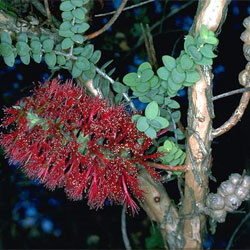 Melaleuca elliptica