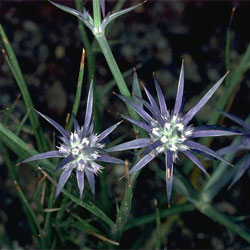 Eryngium ovinum