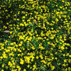 Hibbertia pedunculata