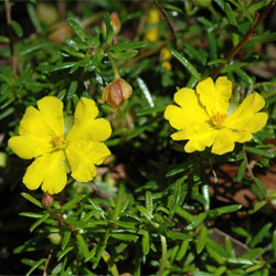 Hibbertia pedunculata