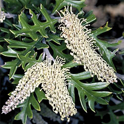 Grevillea willisii