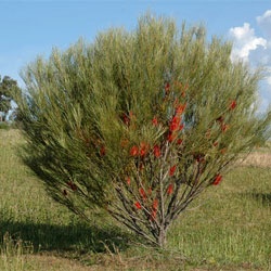 Hakea bucculenta