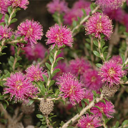 Melaleuca spathulata photo