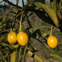 Solanum laciniatum