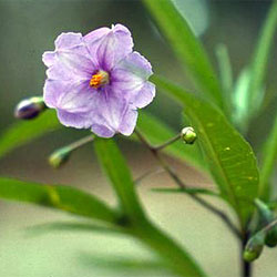 Solanum laciniatum